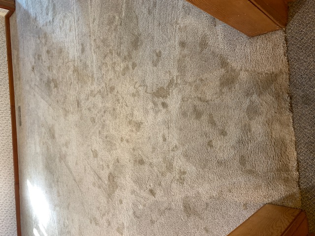 Before – Carpet Cleaning