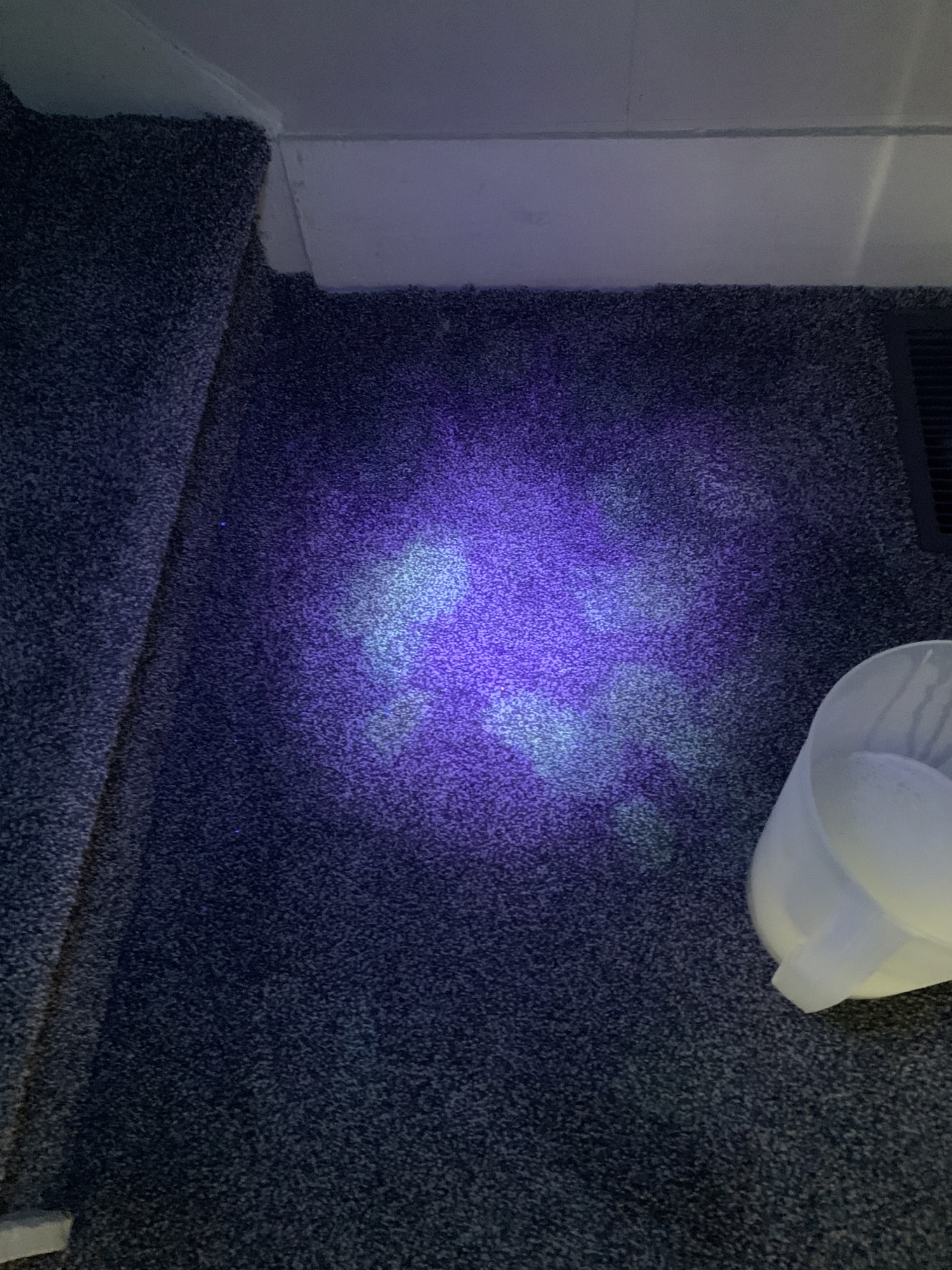 Pet Stain & Odor Removal — photo 1