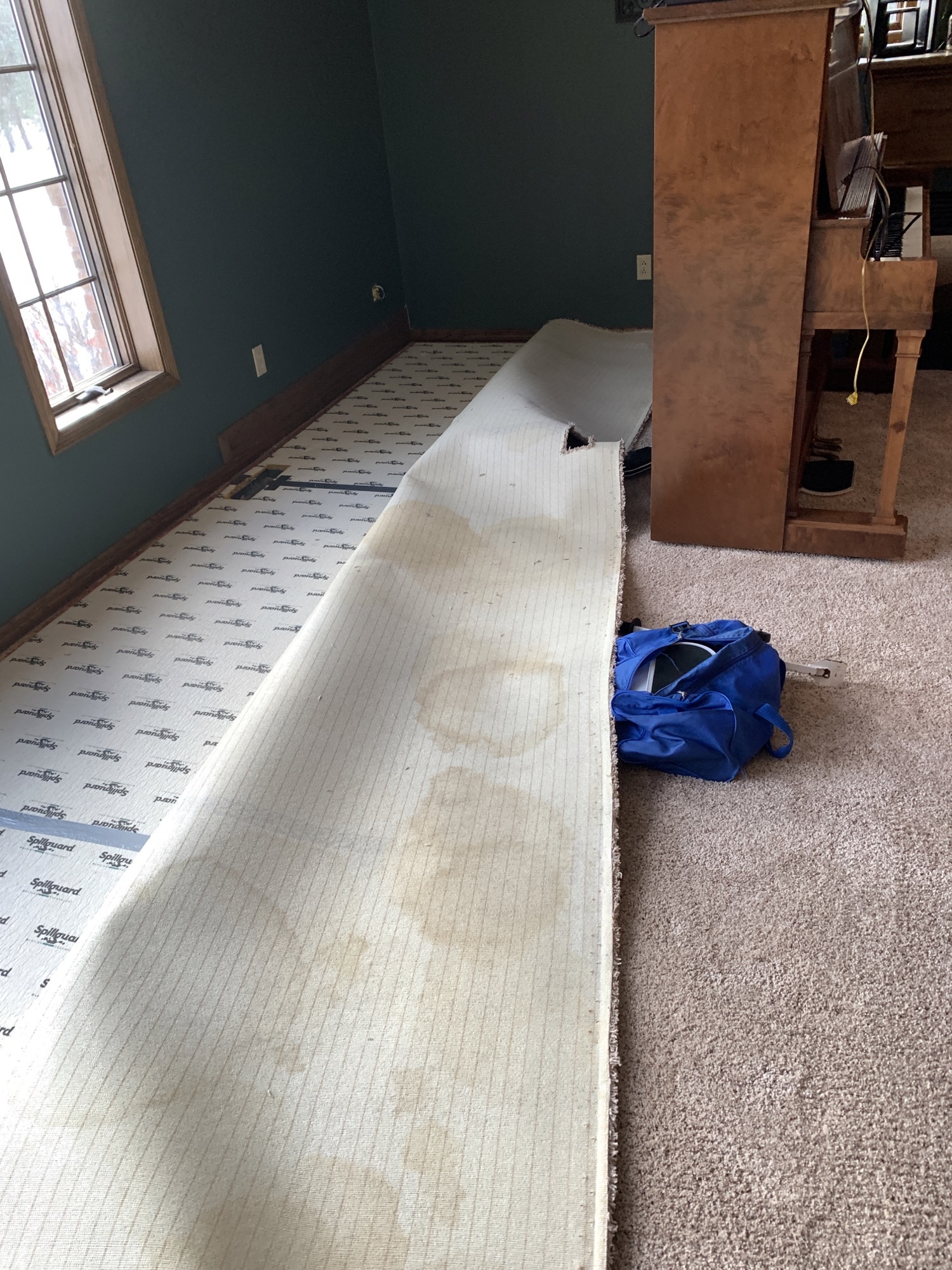 Before – Pet Issues